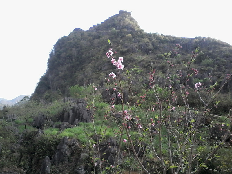 La forteresse vue d'en bas, à travers les cerisiers en fleur