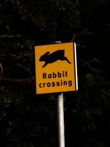 Rabbit Crossing!