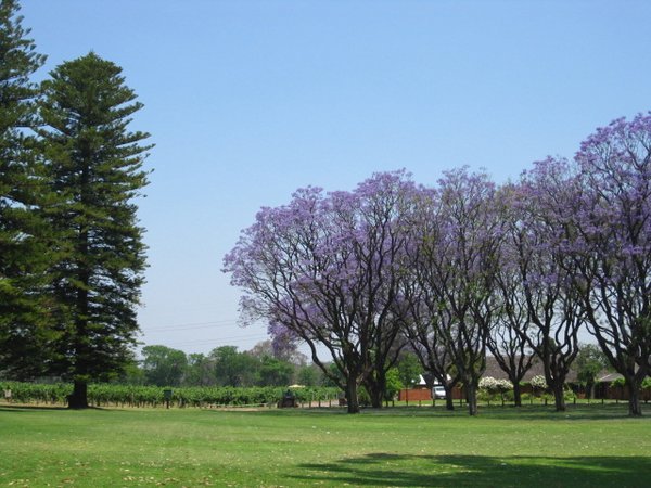 Pine Trees and Lovely purple flowers tree