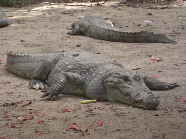 Kachikaly Crocodile Pool