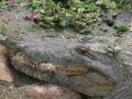 Kachikaly Crocodile Pool