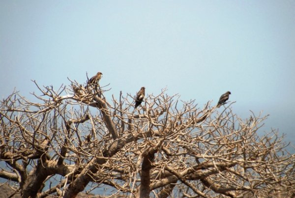 wblg birdies in treetops