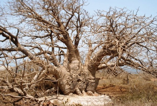 wblg sacred baobab