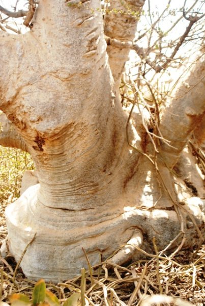 wblg tree roots