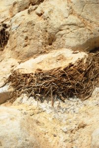 wblg nest in rocks