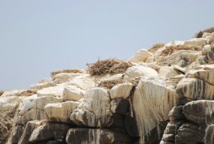 wblg nest on cliff