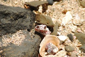 wblg shells and barnacels 2