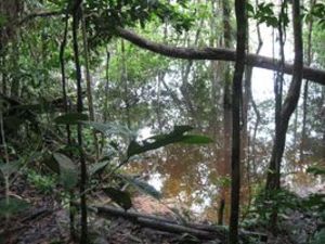 Cuyabeno Amazon Jungle