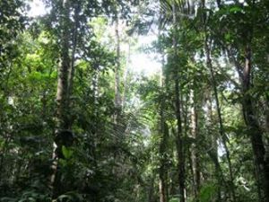 Cuyabeno Amazon Jungle