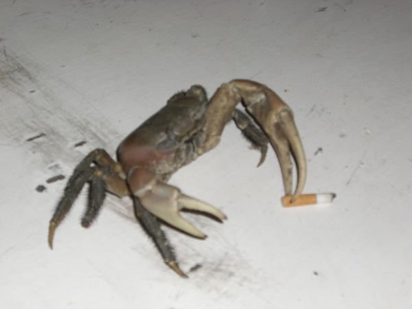 The Smoking Crab