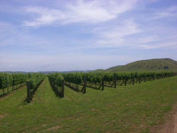 Vine Fields