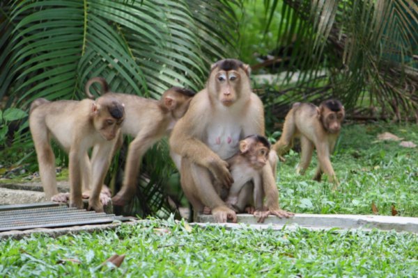 Ramapaging Macaques