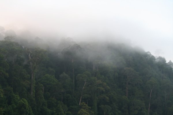 Misty Borneo