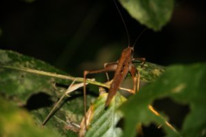 Big Grasshopper/Cricket