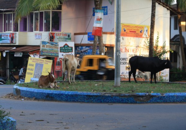 Cows and Rickshaw