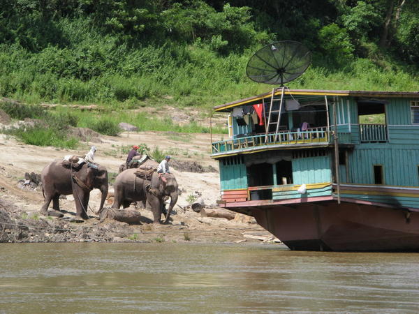 Elephants loading onto a boat