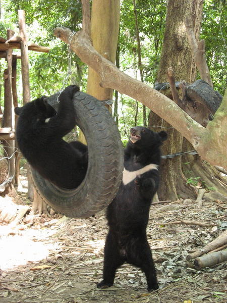 The rescue bears playing on a swing