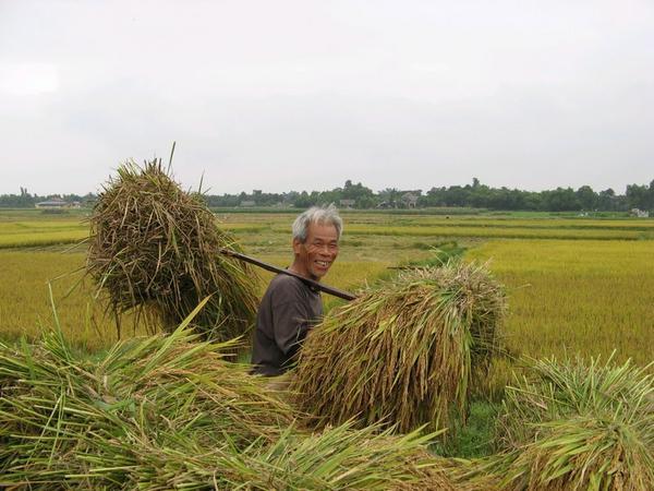 Harvesting rice from the fields