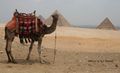Still-life with Camel