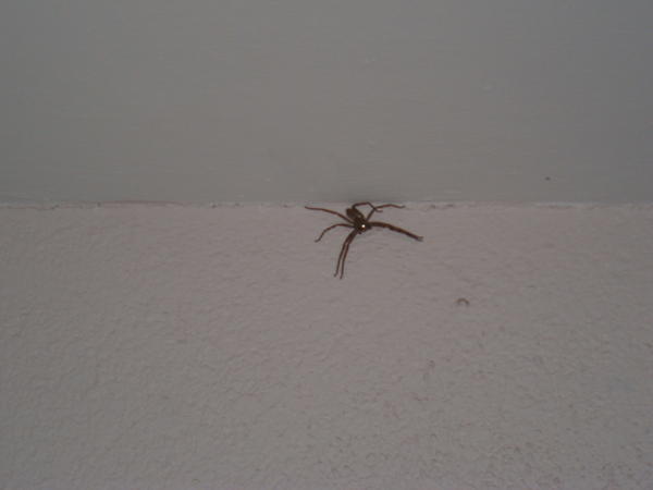 Our new 8-legged housemate...
