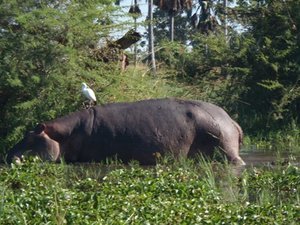 Hippo and baby 2