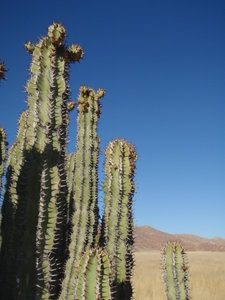 Poisonous Cactus