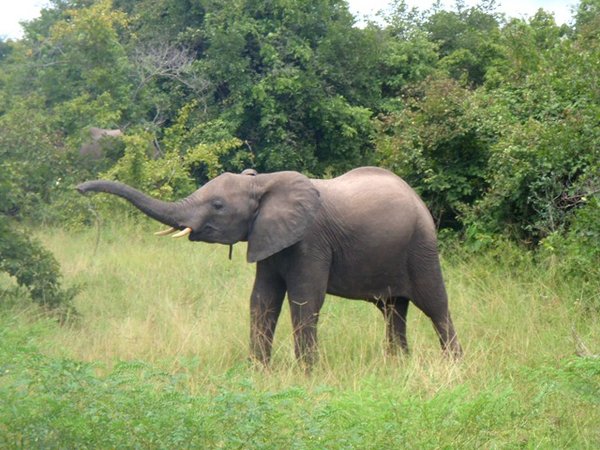 Elephant!