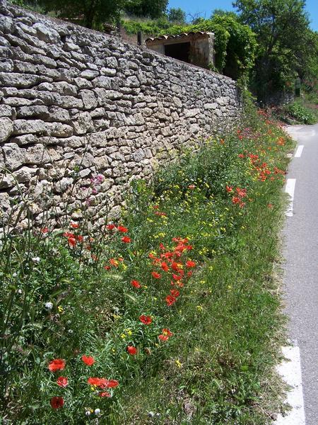 stone fence & poppies