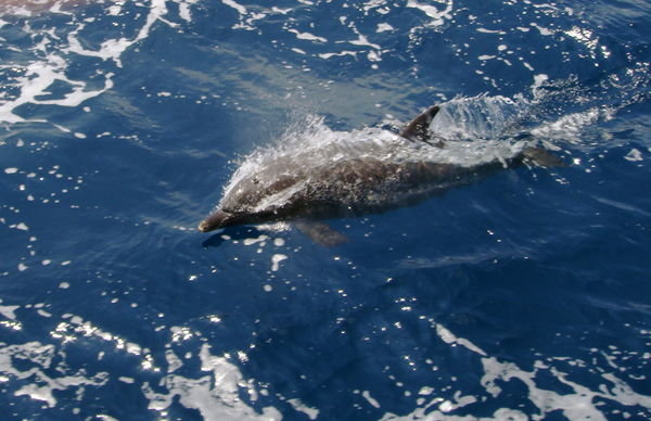 primo dolphin photo,about 30 of the buggers were swimming with us for 20 mins