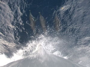 dolphins riding our bow somewhere in belize