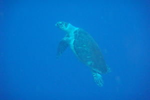 saw this turtle on a dive,saw it do a poo to hehe