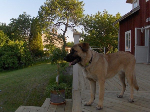 Frej, my Swedish dog