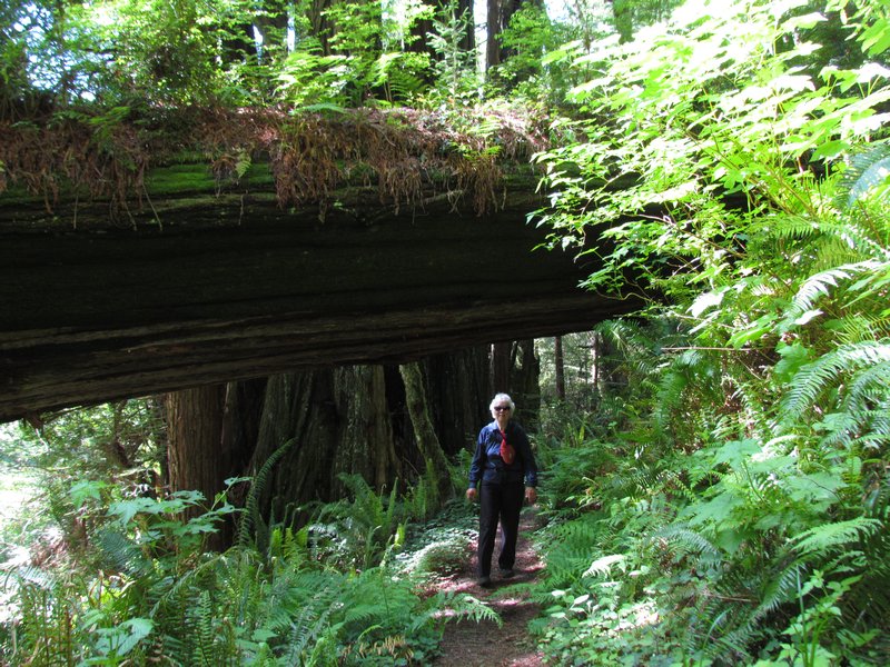 Redwood Forest NP
