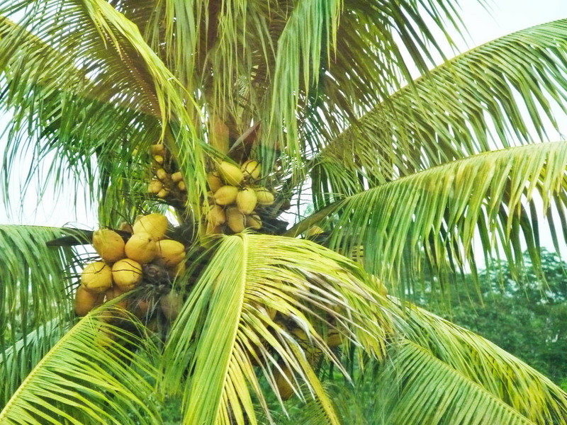 Mango or Coconut Tree?