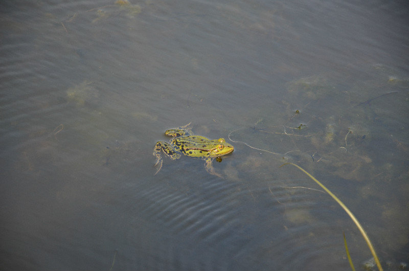 Wee frog in the canal