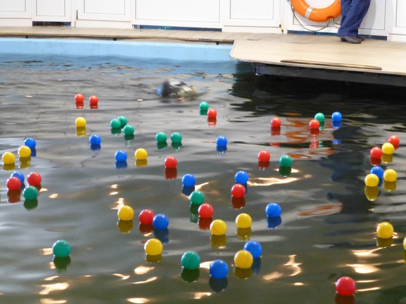 The numbered balls in the pool.