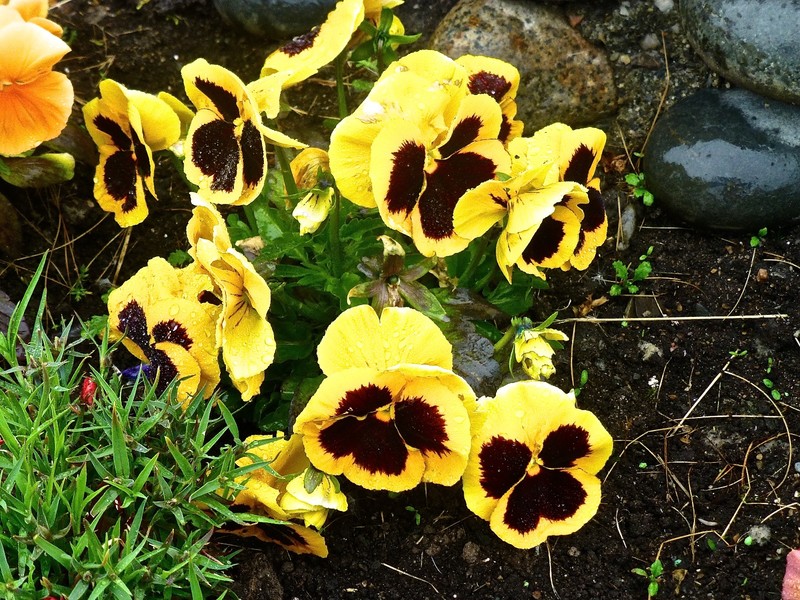 Even the pansy seem to have sad faces.