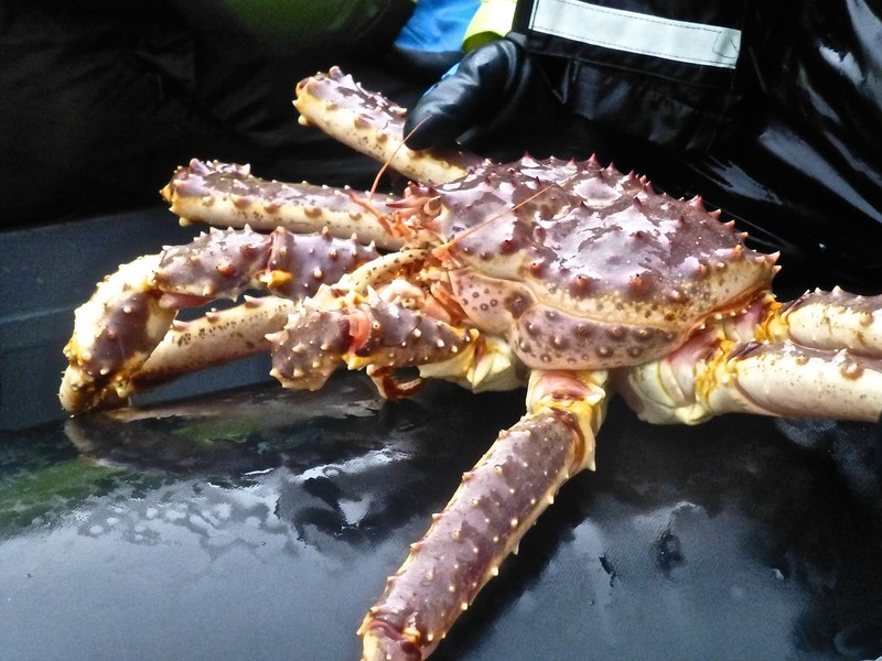 A king crab.