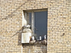 Birds nesting in the windows of the buildings.