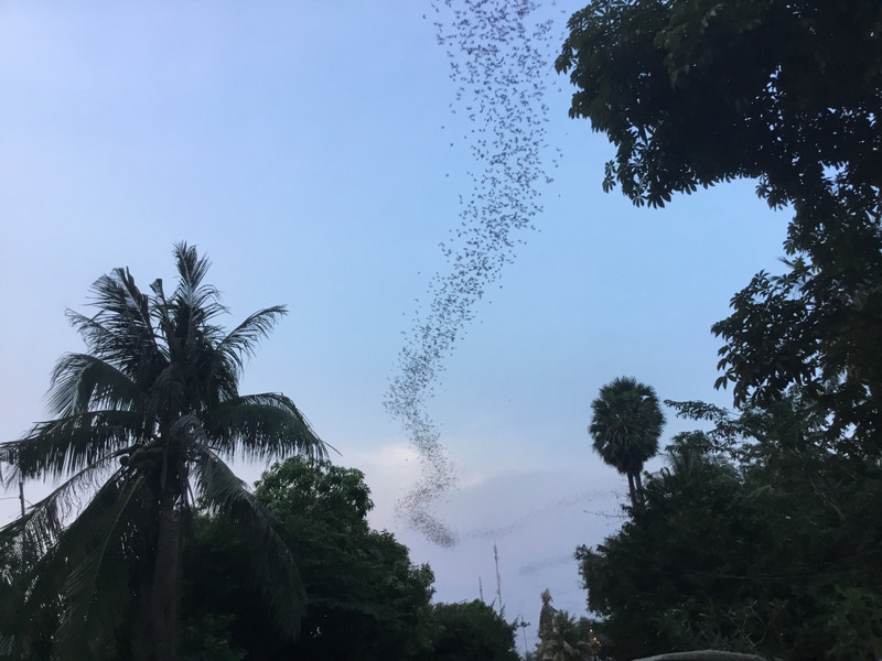 The 10 million bats in all their majesty, an awesome sight.