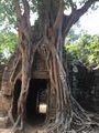 Ta Prohm, made famous by Tomb Raider film