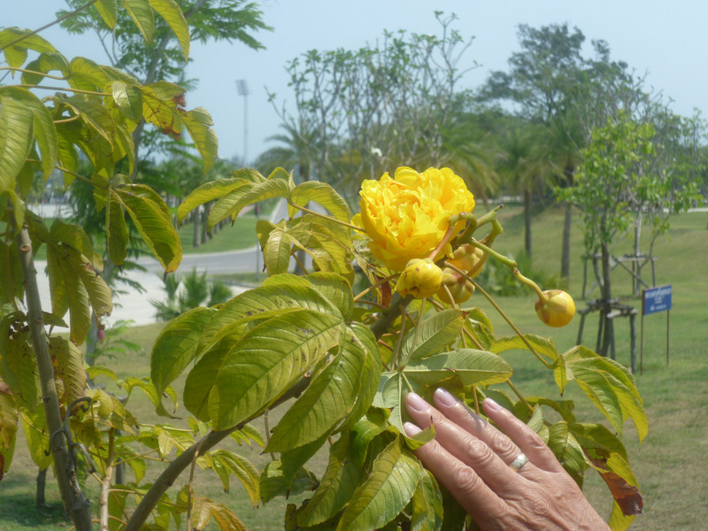 Newly planted Silk Cotton tree