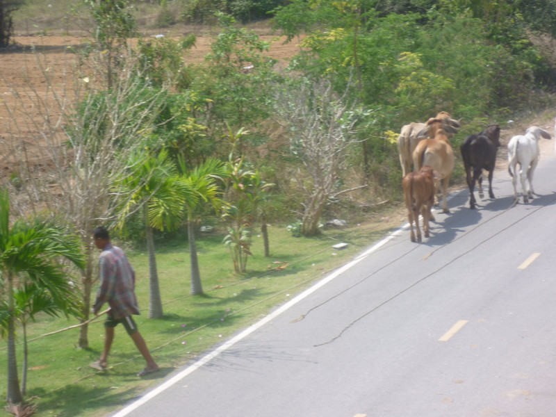 Cattle passing by