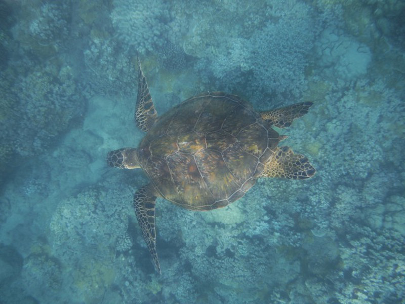 Swimming with Sea Turtles, Maui