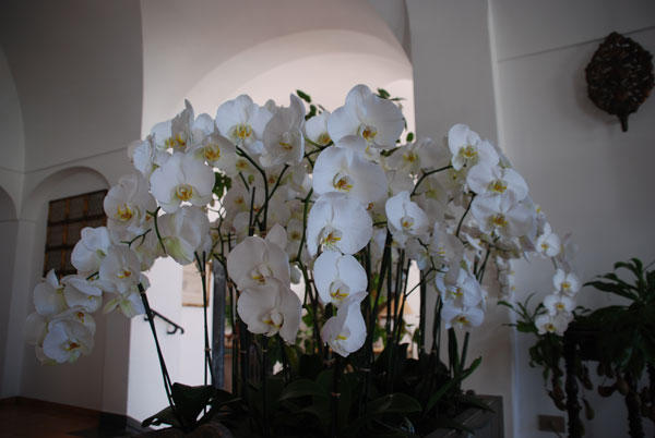Orchids in our hotel lobby. Had to take a picture.