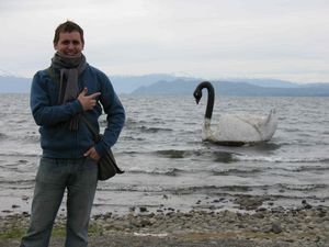Swans in Chile