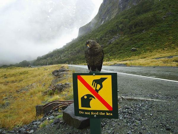 A bird, New Zealand.