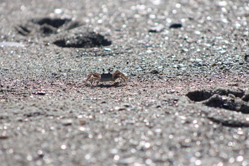 Small Crab ready to fight