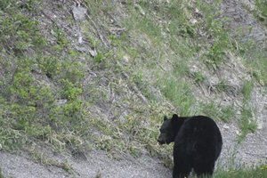 B Bear in Baniff Park