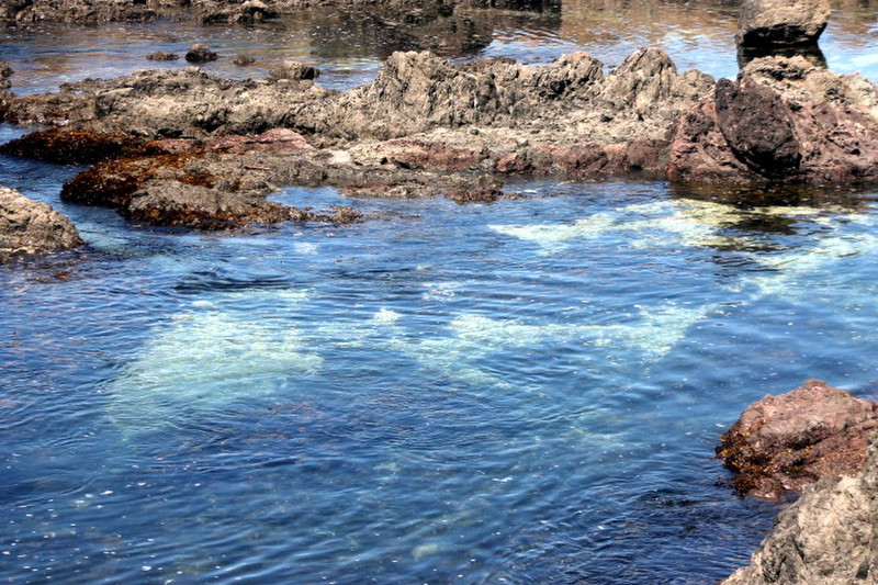 Tide Pool at the Park